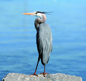 Great Blue Heron at Castle Kennedy Gardens