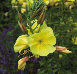Flowers at Castle Kennedy Gardens